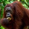 Taman Nasional Tanjung Puting Tutup Kawasan Wisata Mulai 18 Juli 2021