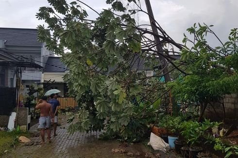 Hujan Deras dan Angin Kencang di Depok, Pohon Tumbang dan Atap Beterbangan