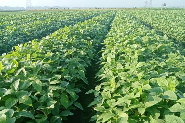Menolak Punah, Petani Sambirejo Sragen Setia Rawat Asa Kemandirian Kedelai Lokal