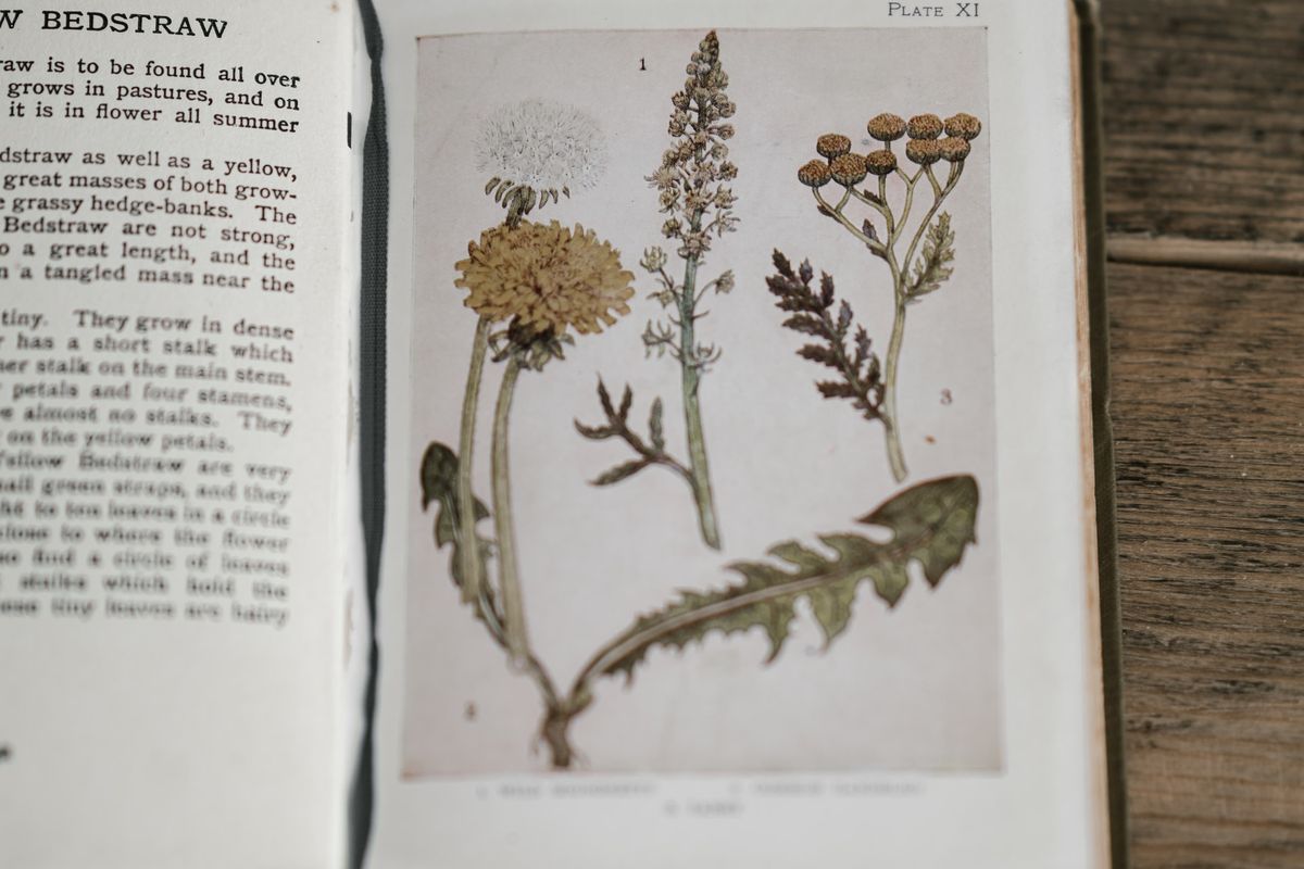 Ilustrasi pressed flower
