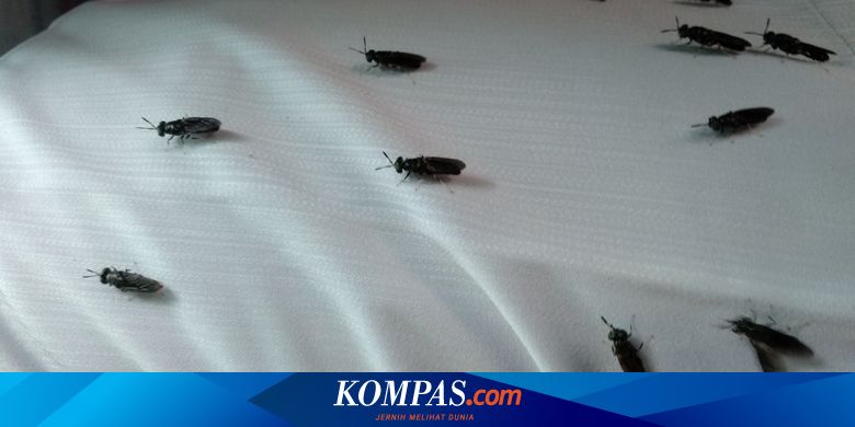 Lalat Tentara Hitam