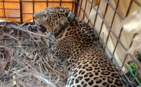 Indonesian Villagers Snare Javanese Leopard