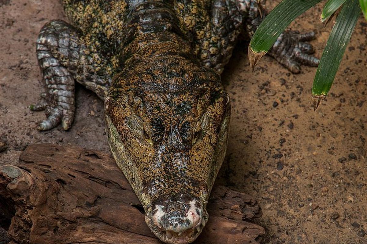 Buaya siam (Crocodylus siamensis) adalah salah satu buaya yang banyak ditemukan di Indonesia, khususnya Jawa dan Kalimantan.