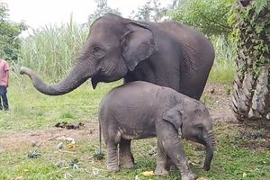 Sebelum Mati, Anak Gajah Lela Menjerit 2 Kali