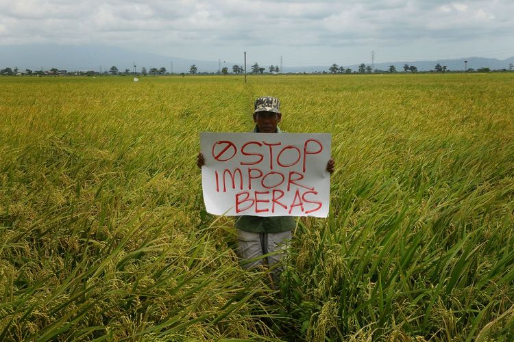 Petani membentangkan poster bertuliskan Stop Impor Beras, saat aksi tunggal di area persawahan Desa Undaan, Kudus, Jawa Tengah (15/1). Aksi tersebut sebagai wujud harapan petani setempat agar pemerintah tidak mengimpor beras saat musim panen tiba karena dianggap akan mengakibatkan turunnya harga gabah yang akan merugikan petani. ANTARA FOTO/Yusuf Nugroho/kye/18.