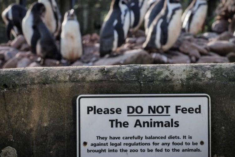 Kandang koleksi pinguin di Kebun binatang South Lakes Safari, yang menjadi tempat dari 1.500 ekor satwa.  