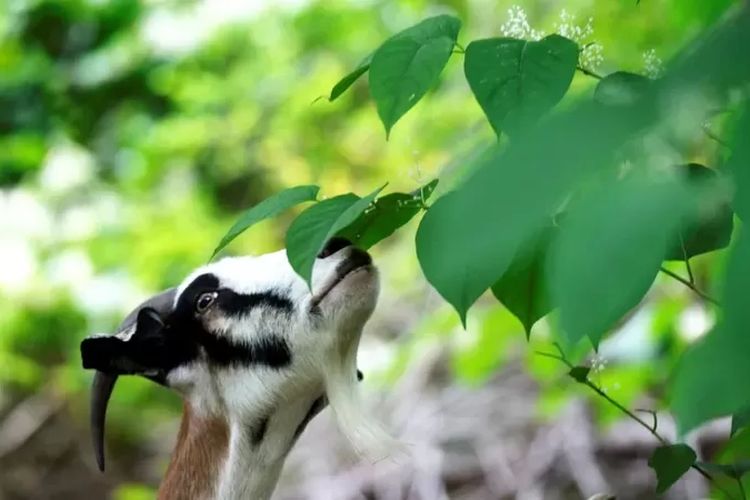 Di tempat-tempat yang tidak dapat dikendalikan dengan bahan kimia atau digali, knotweed Jepang digunakan sebagai makanan ternak.