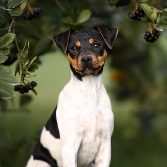 Ilustrasi ras anjing Brazilian Terrier.