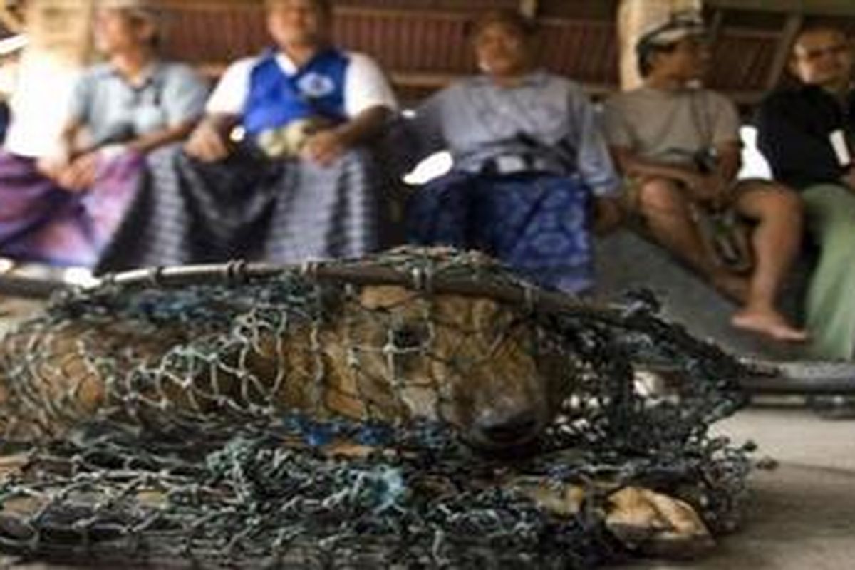 In this July 6, 2010 photo, a dog is caught in a net as it waits for rabies vaccination in Pararean, Bali, Indonesia. A rabies epidemic has gripped this island paradise, officially killing 76 people since the first case nearly two years ago. But many argue that number could be twice as high since the virus has quickly skipped across the entire island, resulting in treatment shortages that have forced some dog-bite victims to simply return home and hope for the best.
