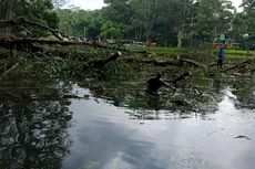 Pohon Berusia Ribuan Tahun di Umbul Senjoyo Tumbang, Pembersihan Tunggu 