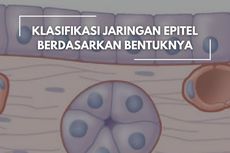 Klasifikasi Jaringan Epitel Berdasarkan Bentuknya