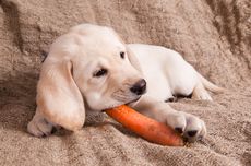 Bolehkah Anjing Memakan Wortel? 