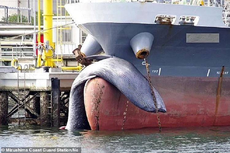 Gambar yng dirilis Penjaga Laut Mizushima, Jepang, memperlihatkan bangkai seekor paus yang tersangkut di haluan sebuah kapal tanker yang tengah berlabuh.