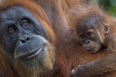 Vonis Masuk Penjara untuk Pembunuh Orangutan Sabah