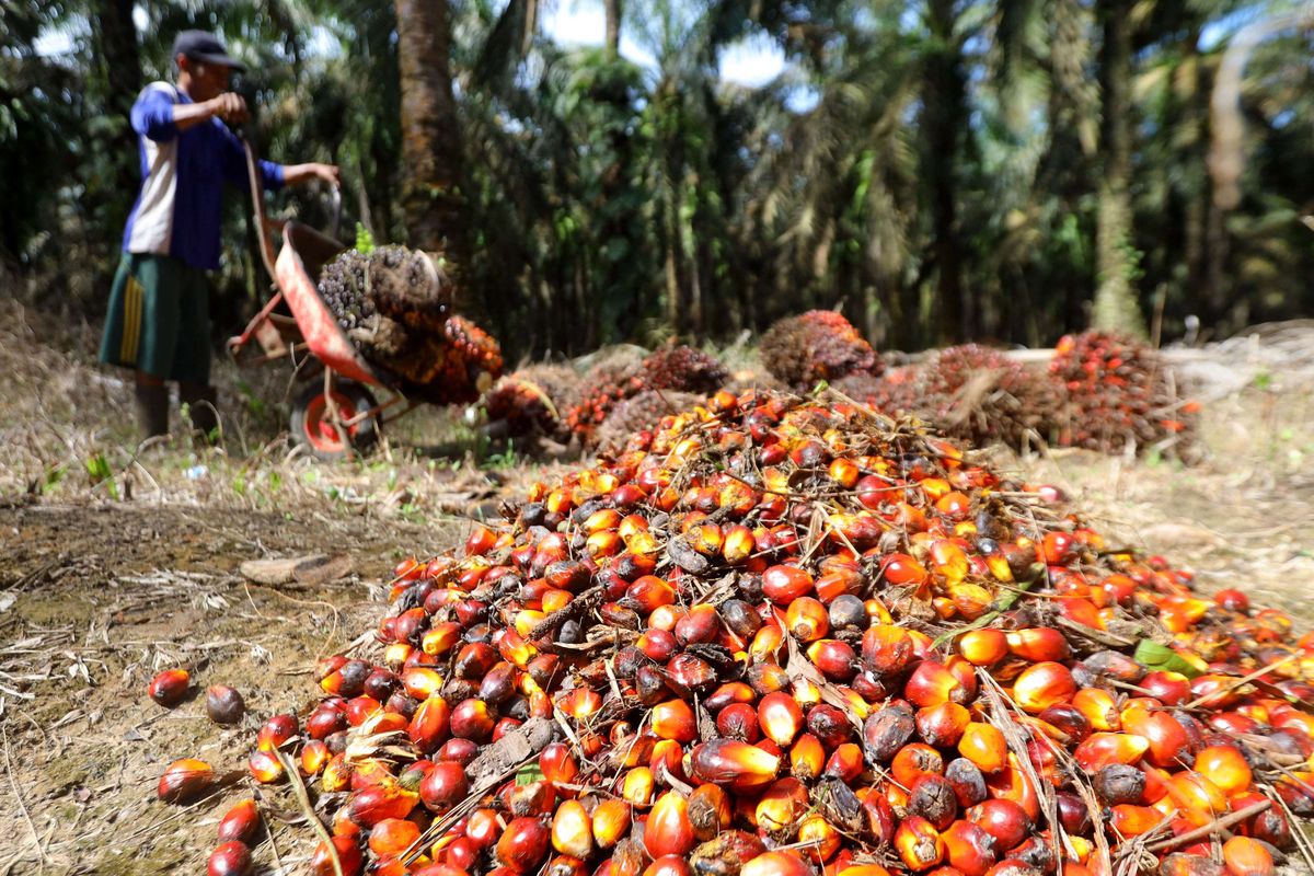 Petani mengumpulkan buah sawit hasil panen di perkebunan Mesuji Raya, Ogan Komering Ilir,  Sumatera Selatan, Senin (9/5/2022). Gabungan Pengusaha Kelapa Sawit Indonesia (Gapki) menyampaikan permintaan kepada pemerintah dalam rangka 100 hari kerja Menteri Perdagangan Zulkifli Hasan (Zulhas).