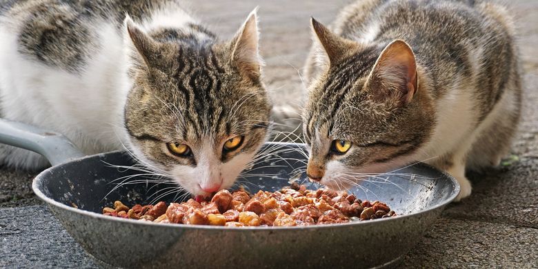 Ilustrasi <a href='https://pontianak.tribunnews.com/tag/kucing' title='kucing'>kucing</a> makan