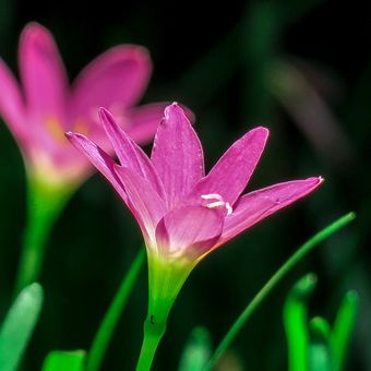 Ilustrasi bunga rain lily. 
