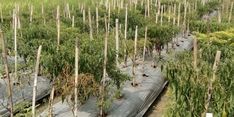 Ini Alasan Petani di Sragen Bagi-bagi Cabai