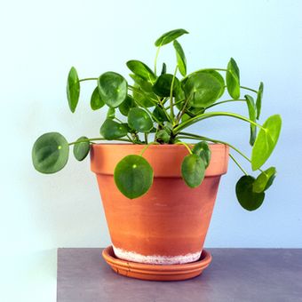 Ornamental Chinese Money Plant or Pilea peperomioides.