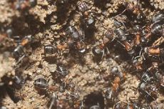 Terperangkap di Bungker Nuklir Zaman Soviet, Semut-semut Ini Tetap Hidup