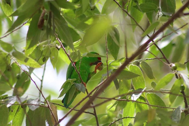 Burung Serindit Sulawesi atau Sulawesi Hanging-parrot (Loriculus stigmatus) sedang menikmati buah kersen (Muntingia calabura) yang manis.
