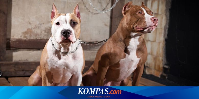 Rabies Gejala Penyebab Cara Mengobati Dan Cara Mencegah Halaman All Kompas Com