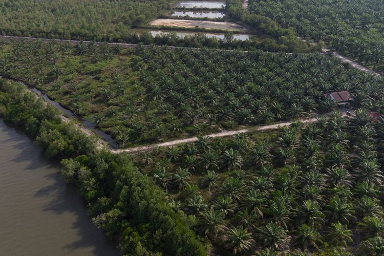 Hutan bakau yang dulunya dibabat untuk tempat budi daya lobster kini berubah menjadi kebun kelapa sawit di Pangkalan Susu, Sumatera Utara. Binsar Bakkara