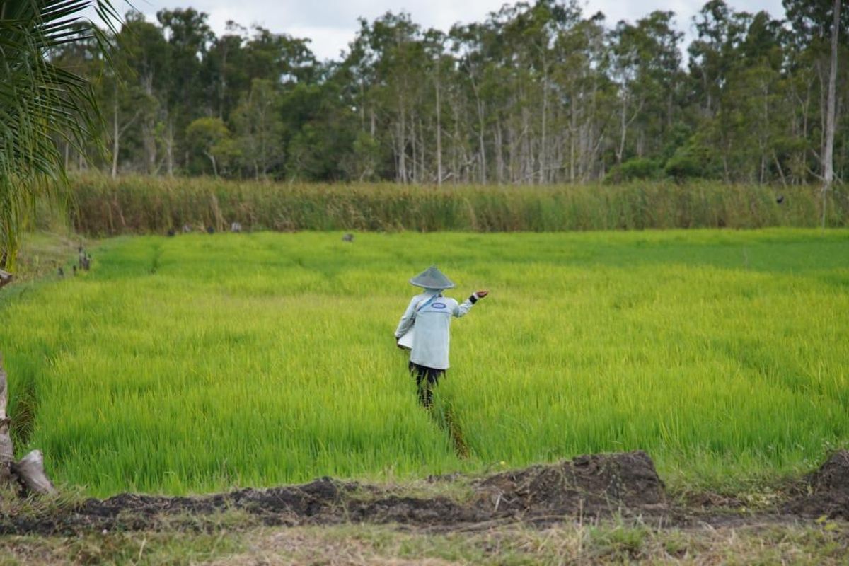 Nampak petani sedang melakukan aktivitasnya memberikan pupuk ke tanaman padi yang ia garap