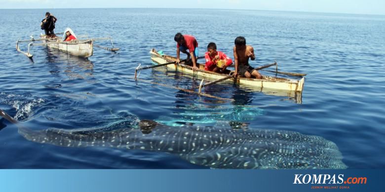 Mau Lihat Paus Lumba Lumba Atau Dugong Di Habitatnya Coba