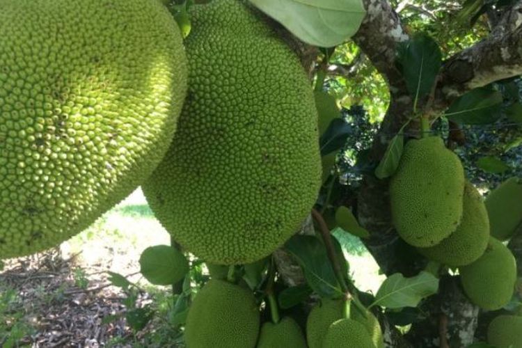 Pohon nangka ini menggunakan sistem budidaya yang membuat pohonnya membentuk seperti huruf V. (Australia Plus/Charlie McKillop)
