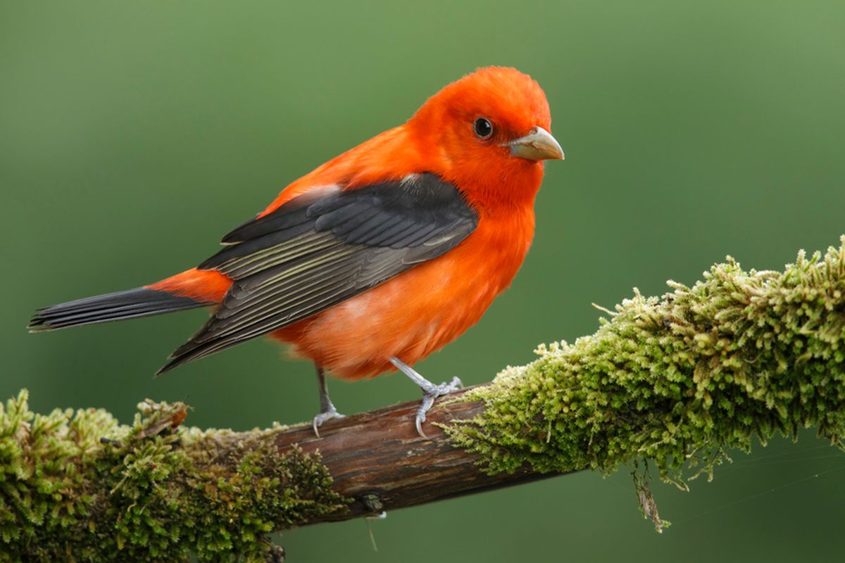 Ilustrasi burung scarlet tanager.
