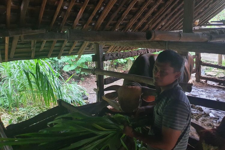 Sapi Limousin 950 Kg dari Gunungkidul Jadi Kurban Presiden Prabowo, Dijaga 24 Jam
