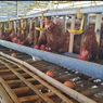 Ini yang Dilakukan Berdikari Selamatkan Peternak Ayam Mandiri Ketika Harga Telur Anjlok