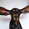 Pecahkan Rekor Guinness, Anjing Ini Punya Kuping Terpanjang di Dunia