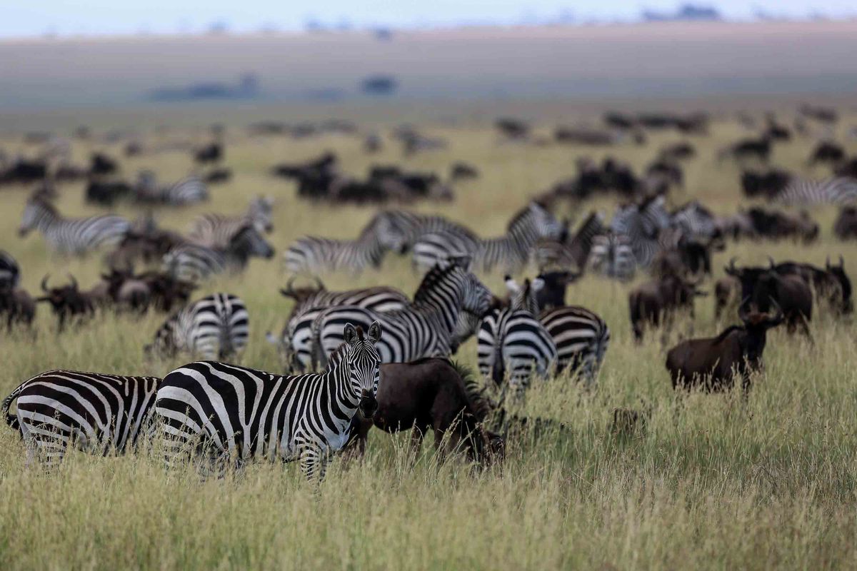 Zebra terlihat di sekitar Taman Nasional Serengeti di Tanzania, Afrika Timur, Jumat (5/4/2019). Taman Nasional Serengeti berada dalam daftar Warisan Dunia versi UNESCO (The World Heritage Site) dan mendapat posisi paling atas sebagai tempat terbaik yang harus dikunjungi selama berada di Tanzania.
