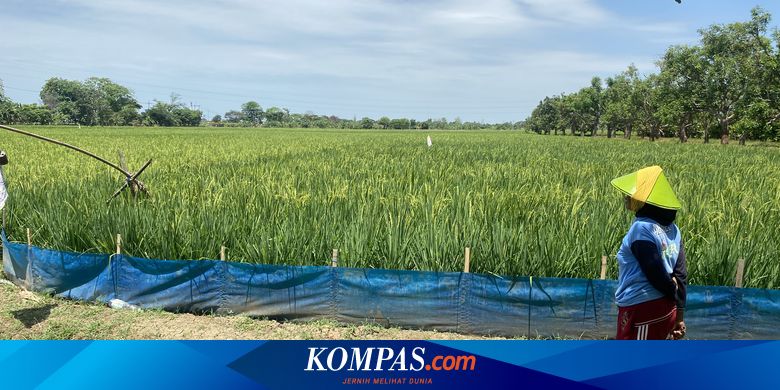KTNA Tak Mungkiri Utang Petani di Indramayu Hampir Rp 1,5 Triliun