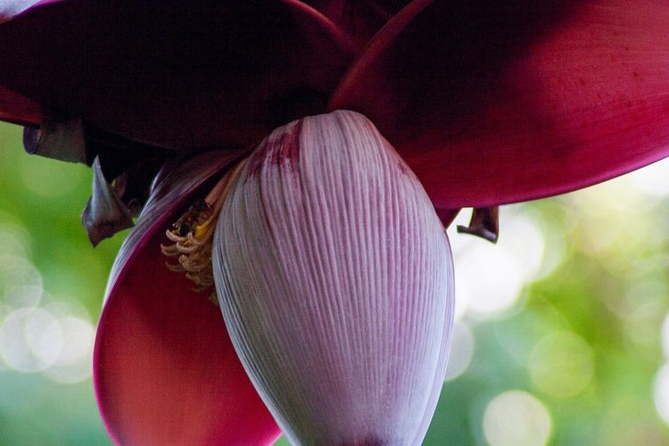 Ilustrasi jantung pisang. 