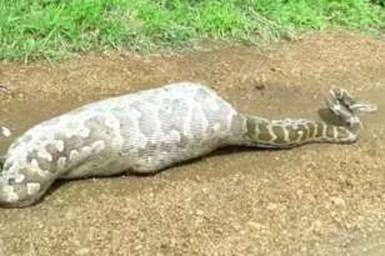 Seekor ular piton sepanjang tujuh meter mati setelah memangsa seekor kijang.