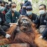 Orangutan Masuk Kebun Warga di Ketapang, Dipindahkan ke Hutan Lindung Gunung Tarak