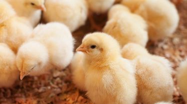 Anak Hewan Sudah Bisa Mengambil Keputusan Cerdas, Bahkan Sebelum Belajar