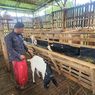 Kisah Zainal Abidin, Sekdes Viral Asal Pasuruan Saat Umrah Ternyata Peternak Kambing