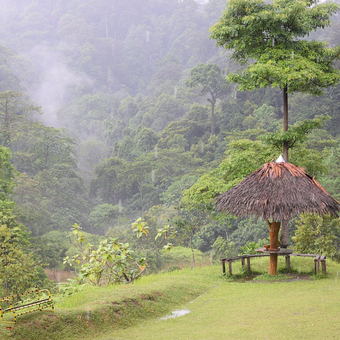 Keindahan Hutan Yang berada di Taman Nasional Bukit TigaPuluh tepatnya berada di Camp Granit