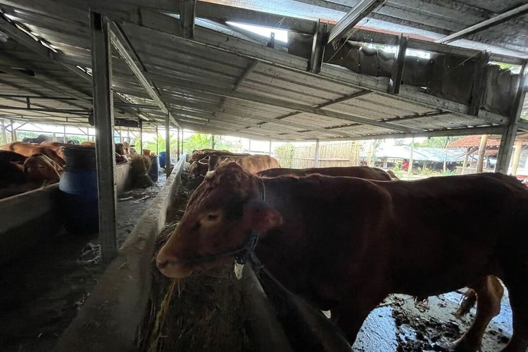Sejumlah hewan kurban berjenis sapi sudah mulai di perjualbelikan untuk Hari Raya Idul Adha di beberapa lokasi di Kabupaten Bandung, Jawa Barat pada Selasa (27/6/2023)