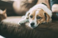 Cara Menenangkan Anjing yang Gelisah