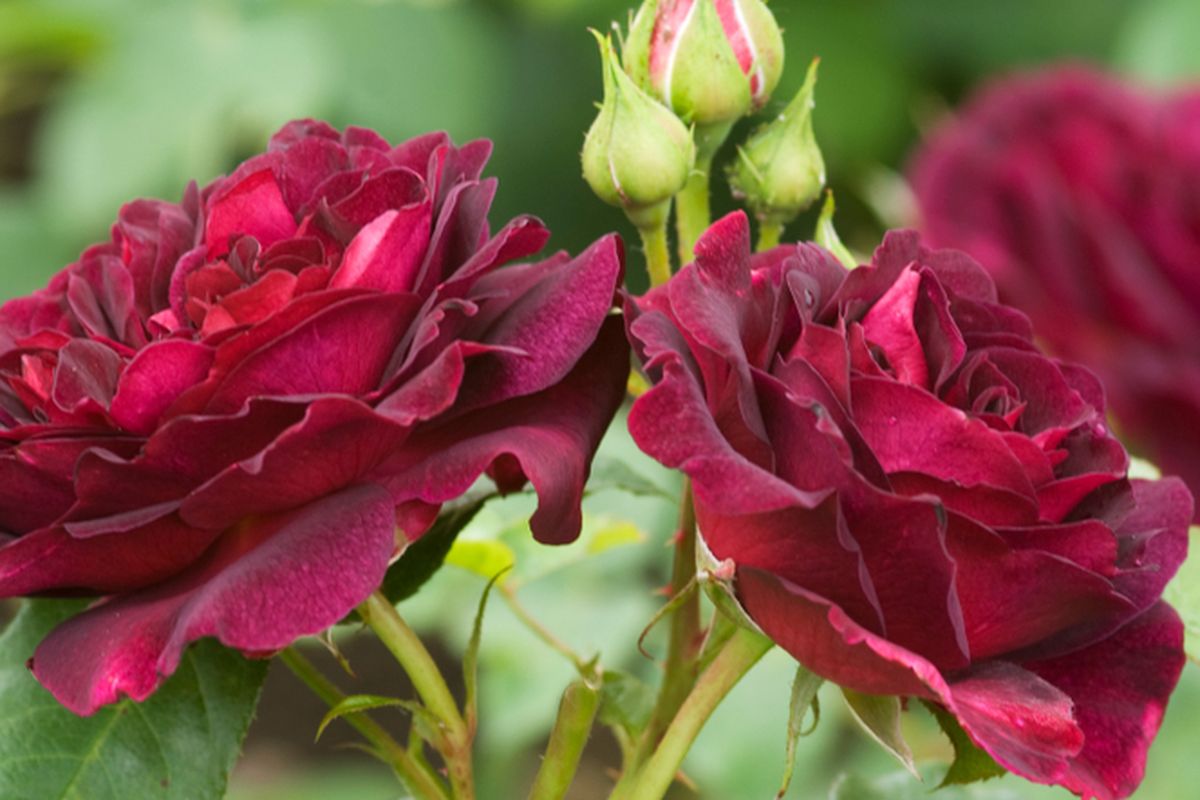 Ilustrasi bunga mawar Rosa Munstead Wood yang mengeluarkan aroma harum. 