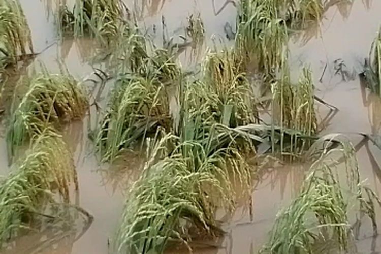 Sedikitnya 300 hektar tanaman padi siap panen, mengalami kerusakan akibat terendam banjir luapan Sungai Salu Battang, Kelurahan Salu Battang, Kecamatan Tellu Wanua, Kota Palopo, Sulawesi Selatan, Senin (10/10/2022) pagi.
