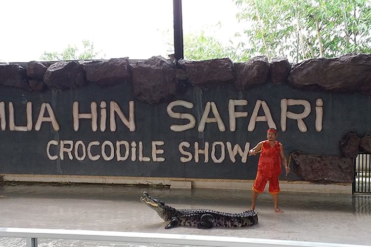 Seekor buaya tengah diarahkan oleh pawang dalam atraksi Crocodile Show di Hua Hin Safari and Adventure Park, Thailand.t