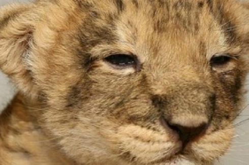 Kebun Binantang di Swedia Bunuh 9 Anak Singa