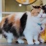 Hari Kucing Internasional, Ini 3 Kafe Kucing di Indonesia