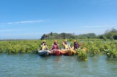 5 Aturan Naik Kano Mangrove Baros Yogyakarta, Tak Harus Bisa Berenang 